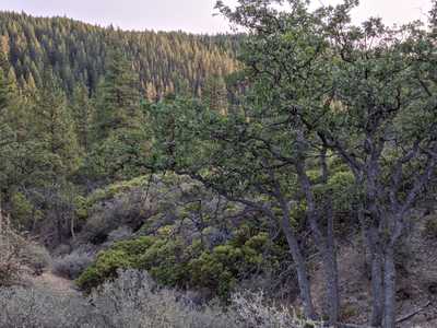 Oak Tree In Perl Canyon