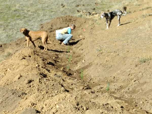 Barb Planting